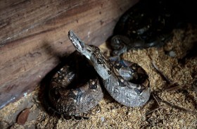 طفل في الخامسة ينجو من لدغة أفعى