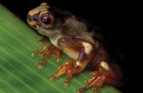 اكتشاف نوع جديد من الضفادع 