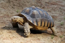 مئات الأنواع من السلاحف مهددة بالانقراض