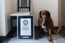 هل تم خداعها؟ غينيس تحقق بالرقم القياسي لأكبر كلب