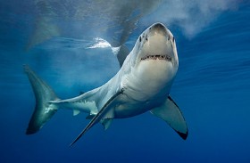 قروش ميتة تثير رعب سكان ولاية أميركية