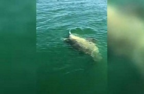 هامور عملاق يلتهم وحش البحار المرعب 