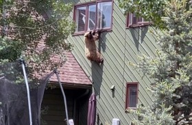 دب يقتحم منزلا ويغادره بطريقة ذكية