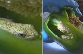 صدمة كبرى داخل ثمرة فلفل