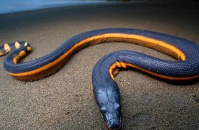 أفعى شديدة السمية تغزو العراق لأول مرة