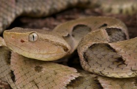 سم ثعبان يوقف النزيف المهدد للحياة في ثوان!