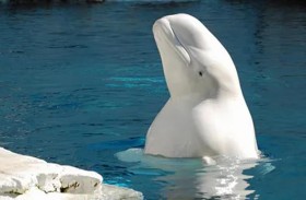 فرنسا تدرس الخيارات لإنقاذ الحوت «التائه»