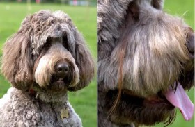 كوكو.. أنثى كلب تحطم رقمًا قياسيًا برموشها