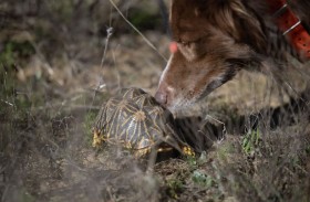  كلاب تنقذ سلاحف مهدّدة بالانقراض
