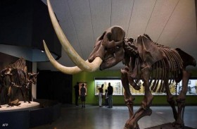 طفل يعثر على حفرية حيوان منقرض منذ 12 ألف عام