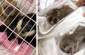 الاتجار بالحيوانات الحية بلغ مستويات قياسية في 2025