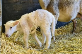 ولادة حمل بستة أرجل 