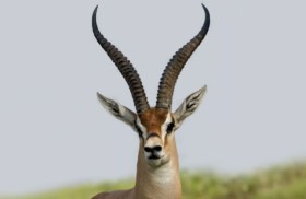 هجوم مروع لغزال على امرأة ستينية