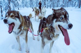 لماذا تم حظر الكلاب في القارة القطبية الجنوبية...؟