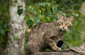 قط بري لكل مواطن.. أزمة غير متوقعة تجتاح قبرص