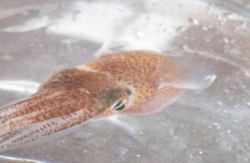 ما قصة حبار الفضاء؟