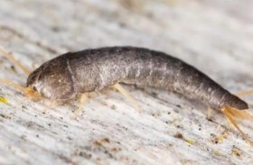 خبيرة نظافة تحذر من «السمكة الفضية » في الحمامات