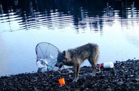 سابقة علمية.. رصد ذئب يستخدم أدوات لصيد فرائسه