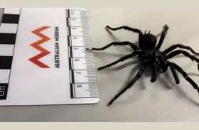 الولد الكبير..العناكب الأخطر في العالم