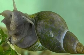 تحذيرات من دودة طفيلية خطيرة تنتشر في وجهات العطلات الأوروبية