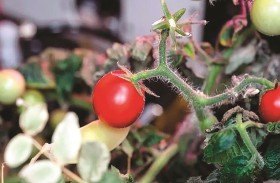 ناسا تزرع الطماطم في محطة الفضاء الدولية