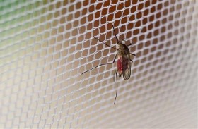  ناموسيات جديدة لمكافحة الملاريا 