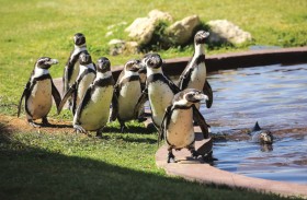 حديقة الحيوانات بالعين تطلق موكب البطاريق أمام الزوار لأول مرة