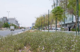 بلدية مدينة أبوظبي تطوّر وتُجمّل شارعي زايد الأول ودلما بآلاف الزهور والنباتات والشجيرات