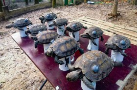 إطلاق سلاحف مهدّدة بالانقراض في غابة 