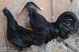 لامبورغيني وفينيكيس.. تعرف على الدجاج النادر 