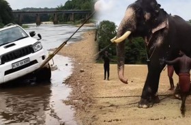 فيل يُذهل الجميع بإنقاذه سيارة عالقة في النهر