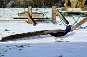 طاووس لندن.. بظلام كورونا تأكله الثعالب