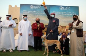 إعلان الفائزين في شوط «الظفرة 6»  للمجاهيم في مزاينة الإبل بمهرجان الظفرة