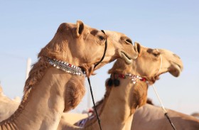 ساحات المزاينة لوحة حية تعبر عن ارتباط الإنسان بتراثه وهويته الثقافية