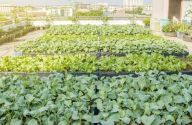 في مصر.. لاجئون سوريون يحوّلون أسطح المنازل لمزارع