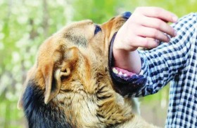 تركيا تفرض حجراً صحياً بسبب «داء الكلب»