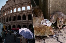 روما تعلن السيطرة على غزو الفئران