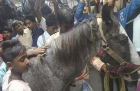 حصان في قطار للركاب