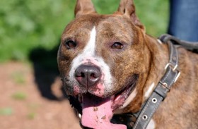 رجل يطعن كلبا حتى الموت بعد مشادة