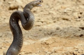 ثعبان شديد السميّة  في خزانة ملابس