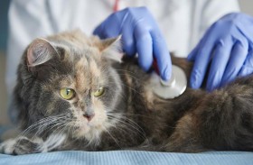 سيول تقترح اختبار كوفيد للحيوانات الأليفة...!