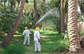 بلدية العين تنجز مكافحة آفة الدوباس لـ 25 ألف نخلة في واحات العين