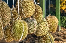 «دوريان الملكة».. هذه فوائد الفاكهة ذات «الرائحة الكريهة»