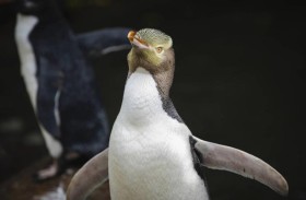 بطريق «هويهو» يتوج للمرة الثانية كأفضل طائر