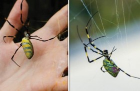 عناكب ضخمة تغزو حدائق بأمريكا 