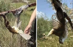 صيد الطيور في محمية طبيعية يثير الغضب