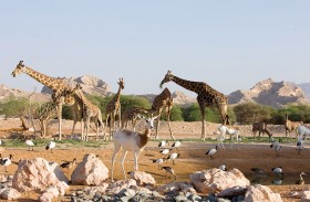 التدريب الرقمي في حديقة الحيوانات بالعين يحقق أكثر من 2000 ساعة تدريبية عن بعد