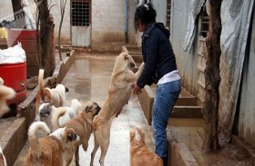 عاشقة حيوانات تنقذ 3 آلاف كلب