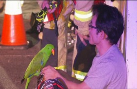 ببغاء ينقذ صاحبه من موت محقق