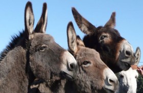 الصين تسعى إلى شراء حمير العالم 